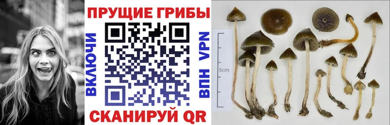 где найти наркотики  Арск  Псилоцибиновые грибы прущие грибы 
